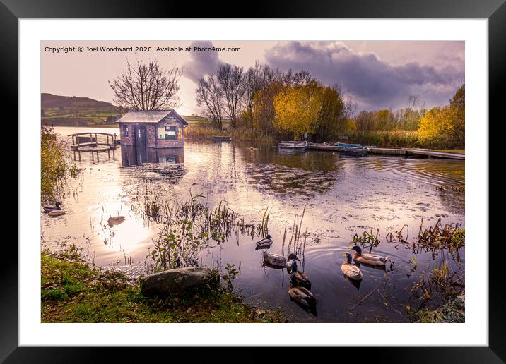 Ducks Llangorse Lake Framed Mounted Print by Joel Woodward