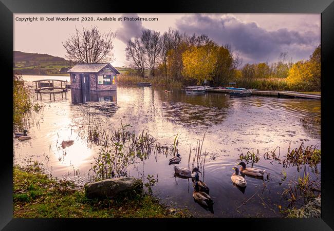 Ducks Llangorse Lake Framed Print by Joel Woodward