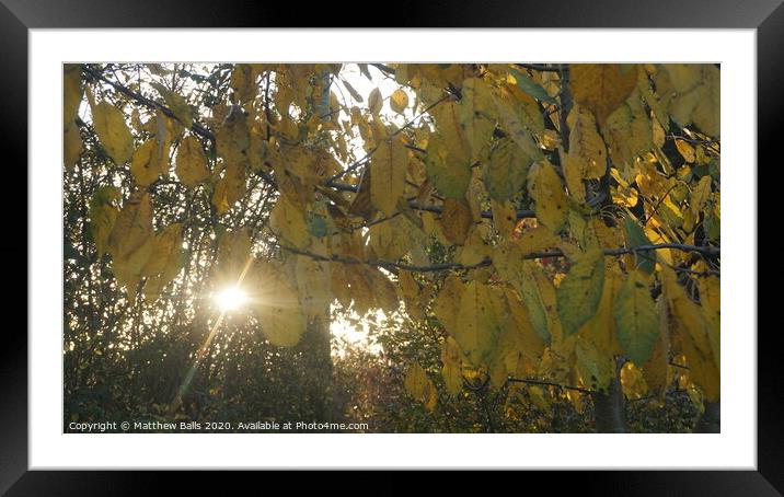 Autumn leaves at sunset Framed Mounted Print by Matthew Balls