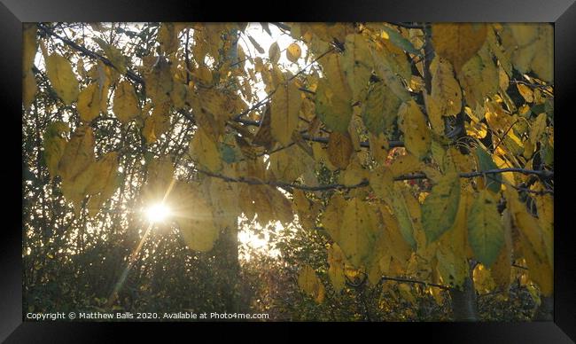 Autumn leaves at sunset Framed Print by Matthew Balls
