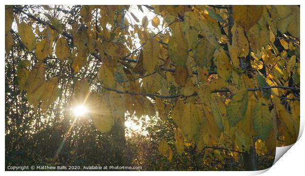 Autumn leaves at sunset Print by Matthew Balls