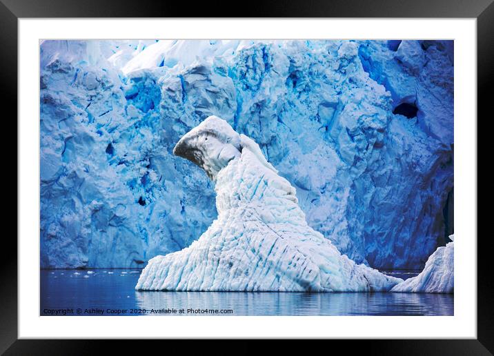 Ice bird Framed Mounted Print by Ashley Cooper