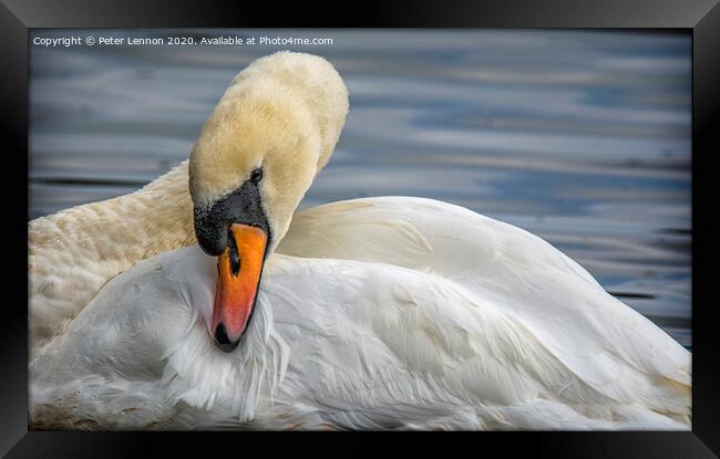 The Ugly Duckling Framed Print by Peter Lennon