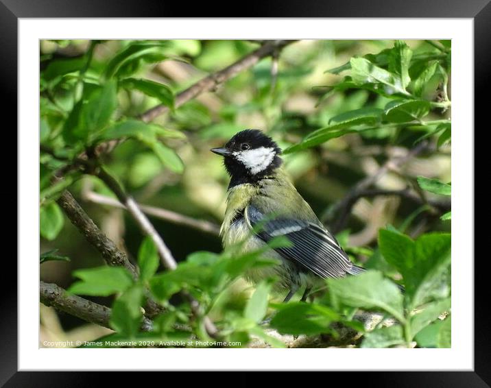 A Female Great Tit  Framed Mounted Print by James Mackenzie