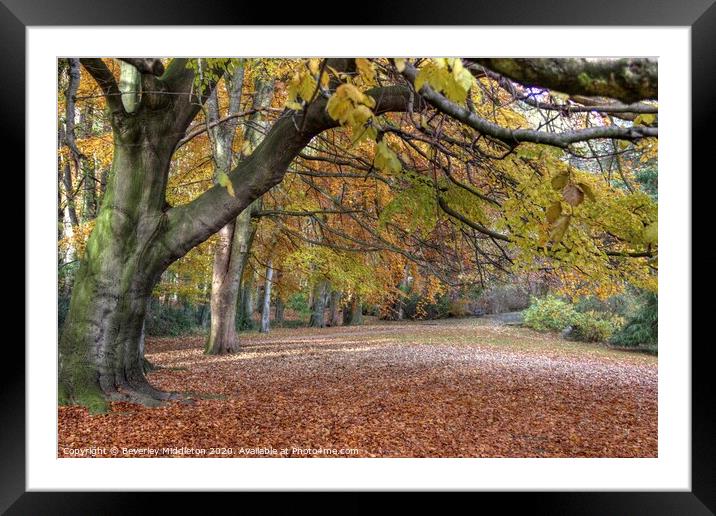 Autumn woodland The Hollies Framed Mounted Print by Beverley Middleton