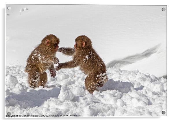 Two baby Snow Monkeys playing in the snow Acrylic by Jenny Hibbert