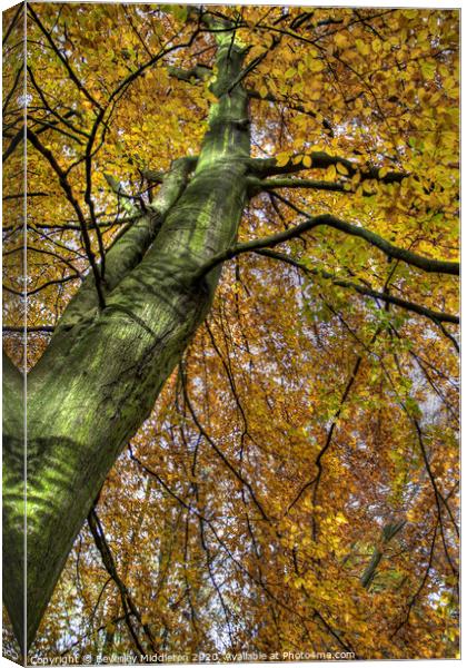 Beech in Autumn Canvas Print by Beverley Middleton