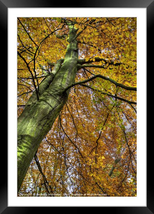 Beech in Autumn Framed Mounted Print by Beverley Middleton