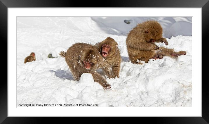 Playful baby Snow Monkeys  Framed Mounted Print by Jenny Hibbert
