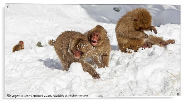 Playful baby Snow Monkeys  Acrylic by Jenny Hibbert
