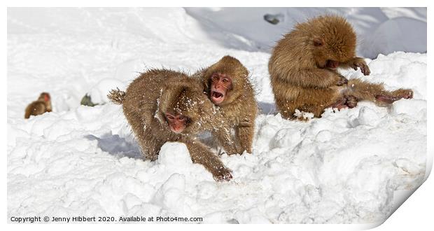 Playful baby Snow Monkeys  Print by Jenny Hibbert