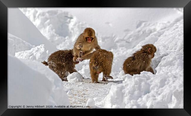 Baby Snow monkeys playing tag in the snow Framed Print by Jenny Hibbert