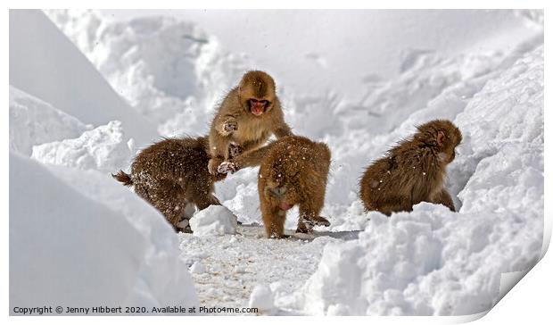 Baby Snow monkeys playing tag in the snow Print by Jenny Hibbert