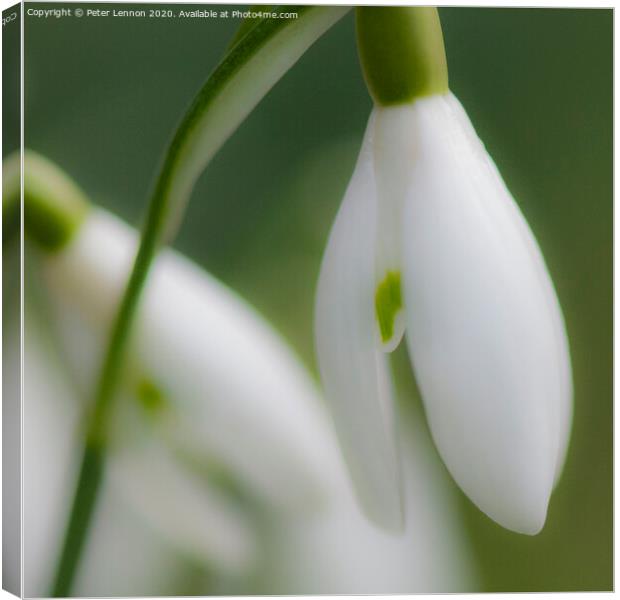 The Snowdrop Canvas Print by Peter Lennon
