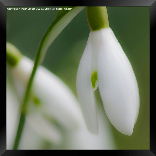 The Snowdrop Framed Print by Peter Lennon