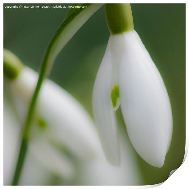The Snowdrop Print by Peter Lennon