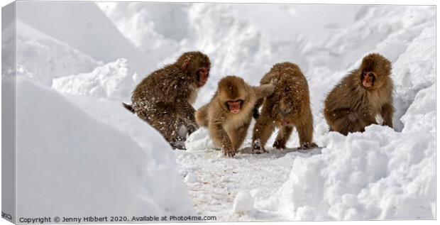 Group Of baby Snow Monkeys playing together in the snow Canvas Print by Jenny Hibbert