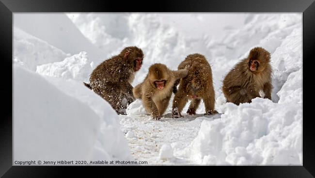 Group Of baby Snow Monkeys playing together in the snow Framed Print by Jenny Hibbert