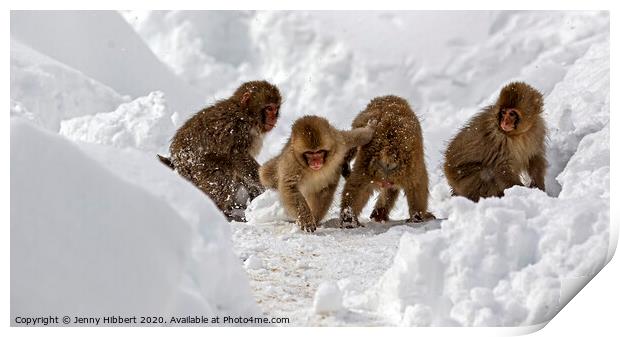 Group Of baby Snow Monkeys playing together in the snow Print by Jenny Hibbert