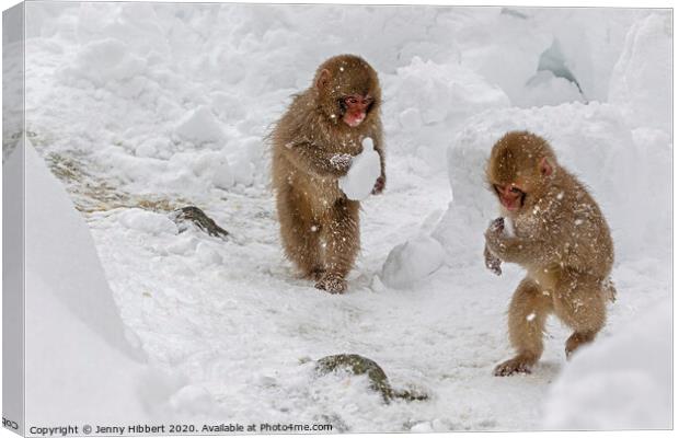 Two baby Snow monkeys running around carrying lumps of snow Canvas Print by Jenny Hibbert