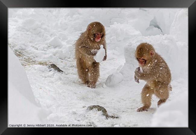 Two baby Snow monkeys running around carrying lumps of snow Framed Print by Jenny Hibbert