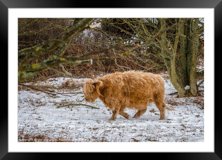 Highland Cow Snow Framed Mounted Print by Jim Key