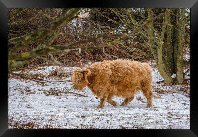 Highland Cow Snow Framed Print by Jim Key