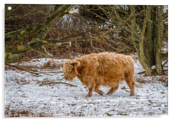 Highland Cow Snow Acrylic by Jim Key