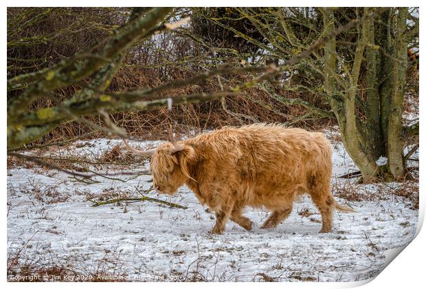 Highland Cow Snow Print by Jim Key