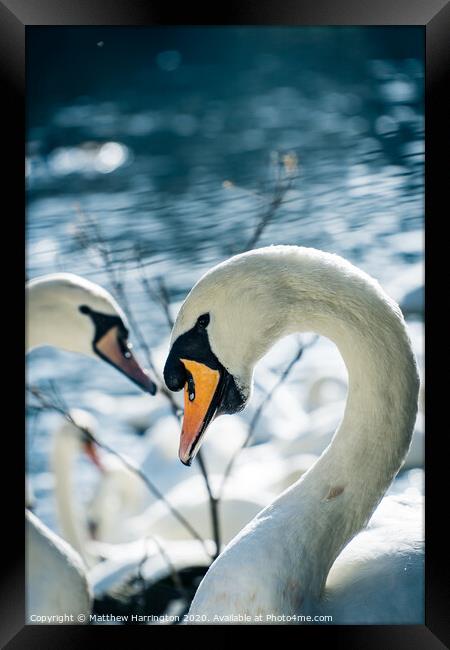 Posing Swan Framed Print by Matthew Harrington