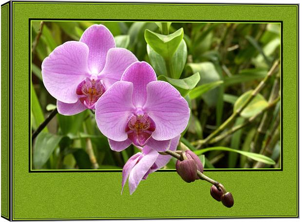 Pink Orchid Canvas Print by Steve White
