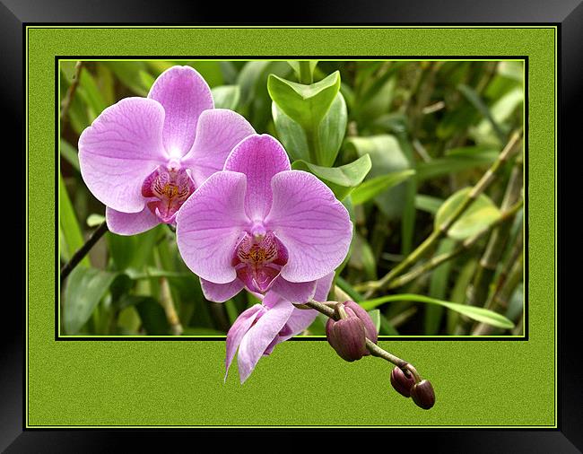 Pink Orchid Framed Print by Steve White