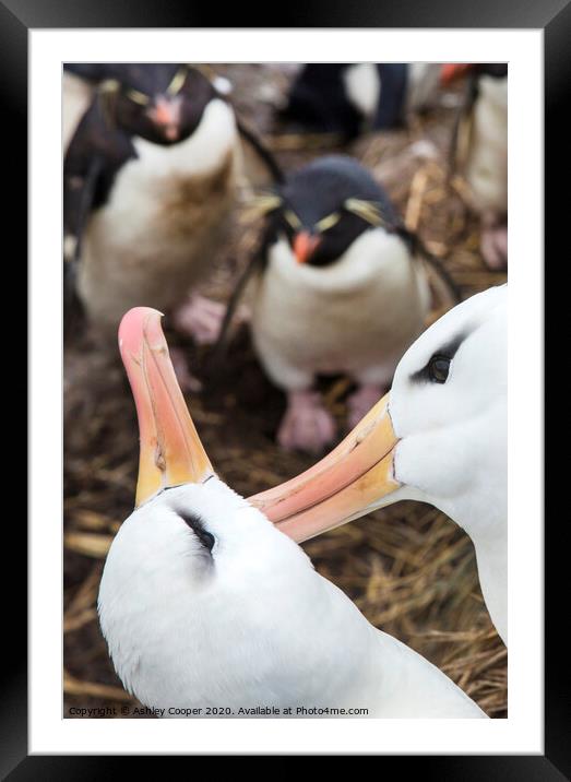 Albatross love Framed Mounted Print by Ashley Cooper