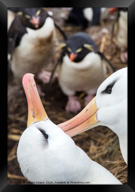 Albatross love Framed Print by Ashley Cooper