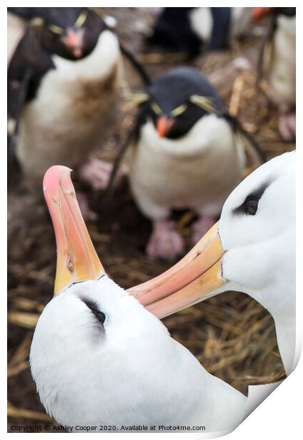 Albatross love Print by Ashley Cooper