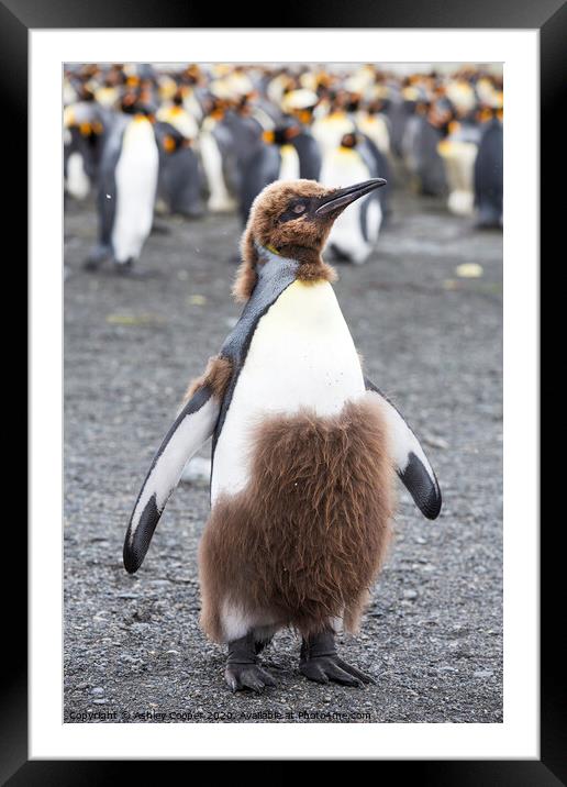 Punk penguin Framed Mounted Print by Ashley Cooper