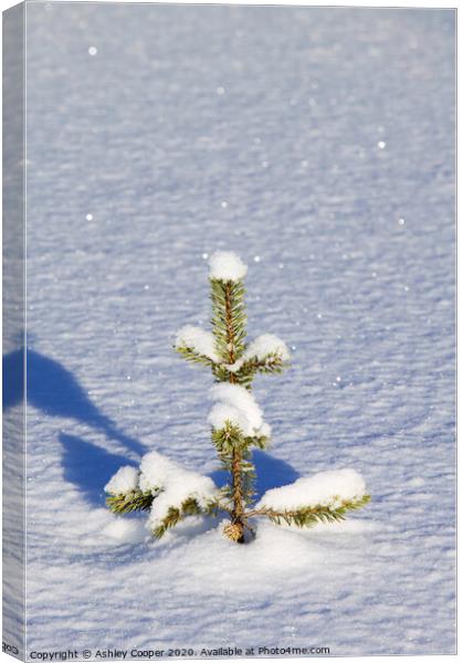 Christmas Tree Canvas Print by Ashley Cooper