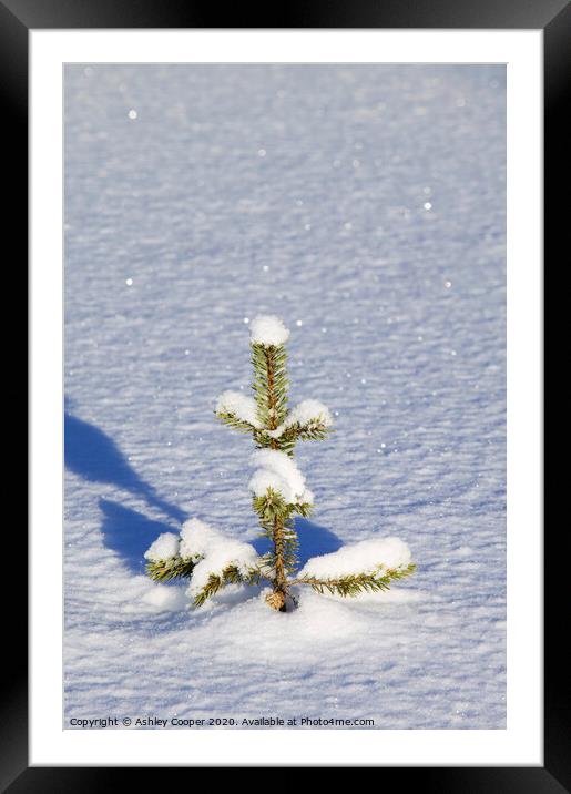 Christmas Tree Framed Mounted Print by Ashley Cooper