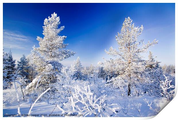 Finland winter Print by Ashley Cooper