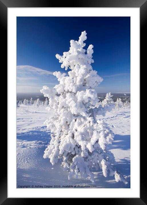 Snow tree. Framed Mounted Print by Ashley Cooper