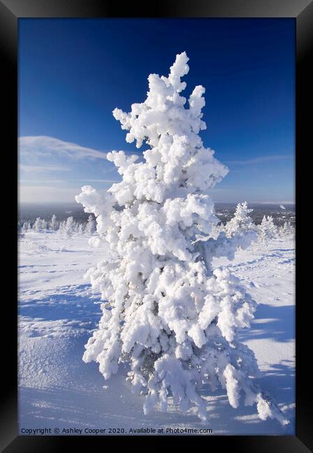 Snow tree. Framed Print by Ashley Cooper