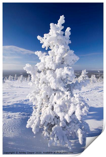 Snow tree. Print by Ashley Cooper