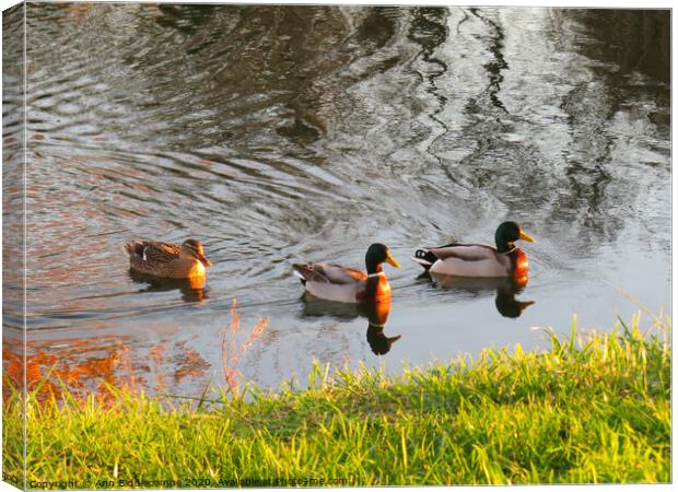 Three ducks swimming at sunset Canvas Print by Ann Biddlecombe