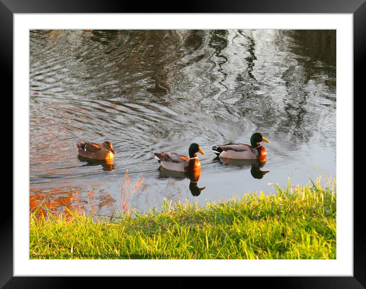 Three ducks swimming at sunset Framed Mounted Print by Ann Biddlecombe