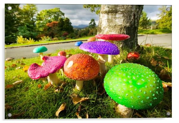 Funky funghi Acrylic by Ashley Cooper