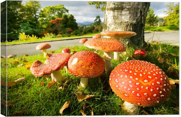 Autumn funghi Canvas Print by Ashley Cooper