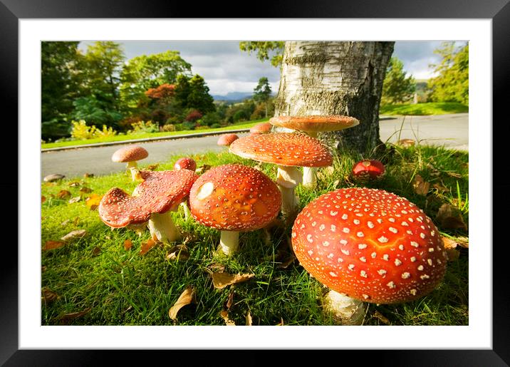 Autumn funghi Framed Mounted Print by Ashley Cooper