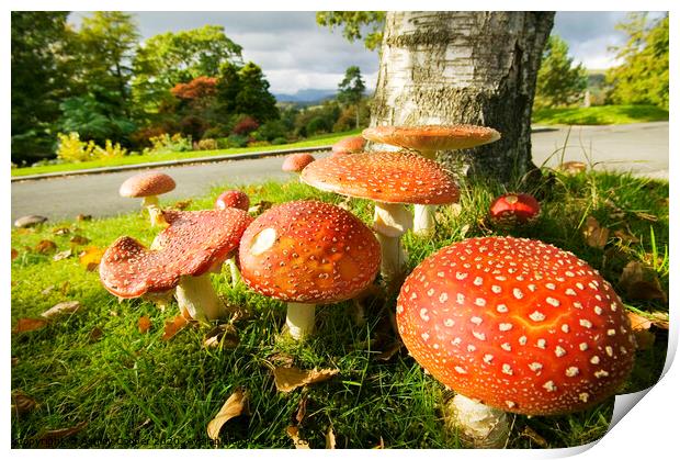 Autumn funghi Print by Ashley Cooper