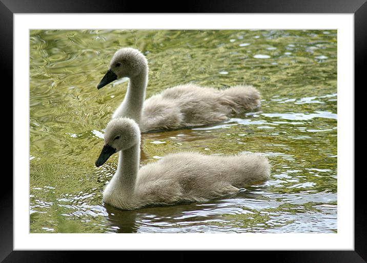 Mute Swan Cygnets Framed Mounted Print by Chris Day