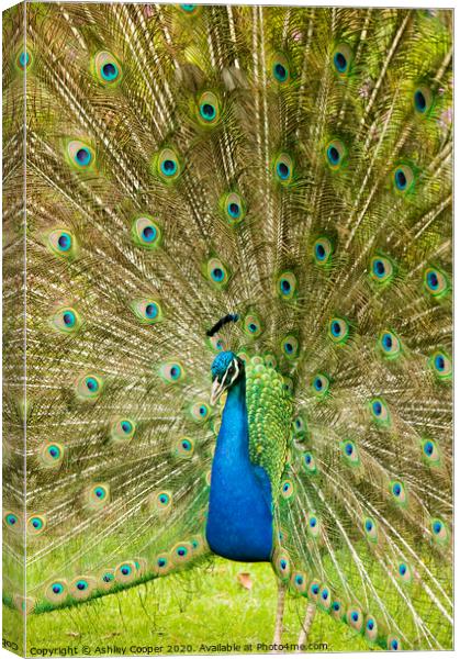 Peacock Canvas Print by Ashley Cooper